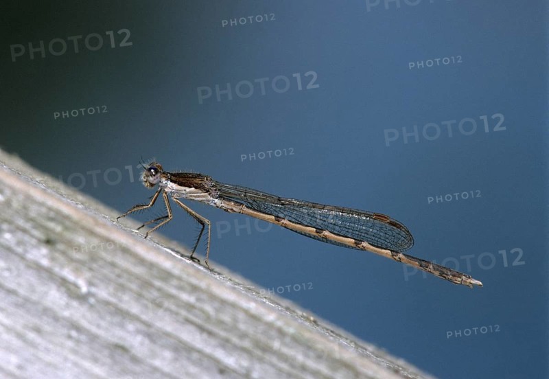 Common winter dragonfly, Sympecma fusca, winter damselfly, damselflies, dragonflies, insects, leo, dragonflies, odonata, zygoptera