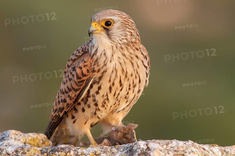 Lesser Kestrel (Falco naumanni), female eating a mouse, Castile-La Mancha, Spain