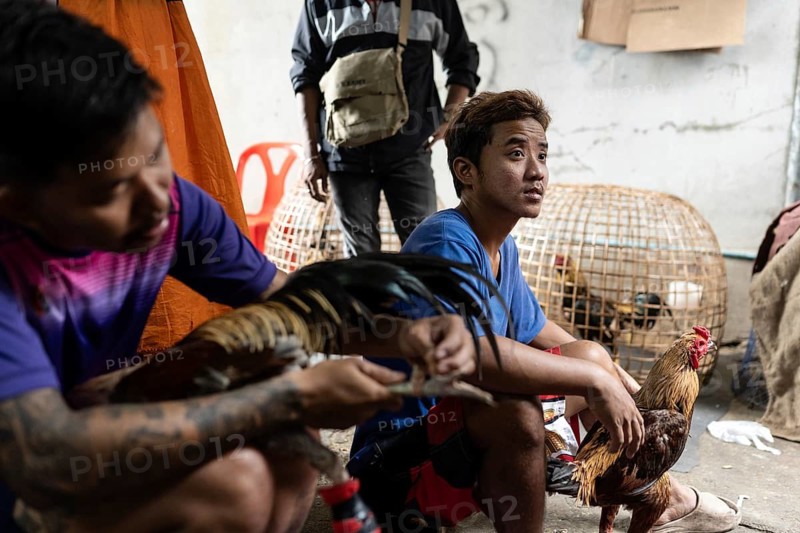 Bangkok, Thailand. February 25th 2025. Local Thai men from the Khlong Toei neighborhood in Bangkok prepare fighting cocks for an upcoming cockfighting competition, Thailand