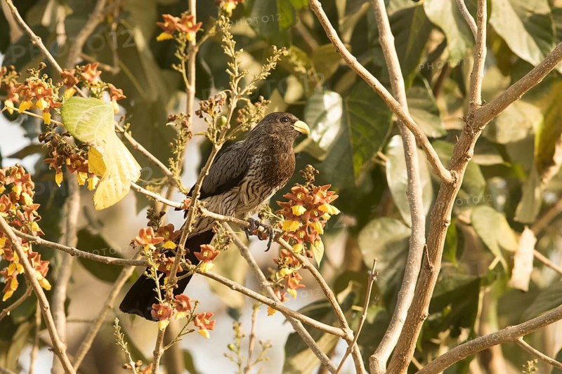 Western Plantain-eater (Crinifer piscator), Gambia