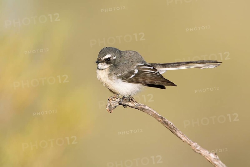 Grey Fantail (Rhipidura albiscapa albicauda) perched on a branch, Northern Territory, Australia