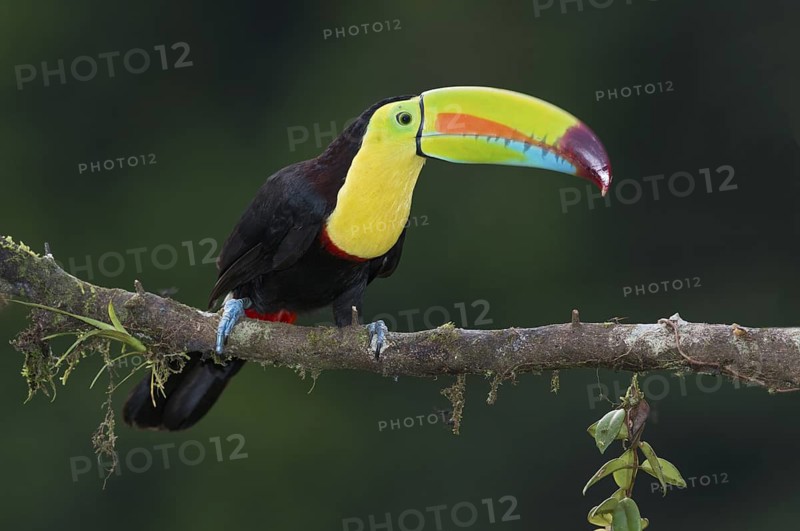 Keel-billed Toucan (Ramphastos sulfuratus), Costa Rica