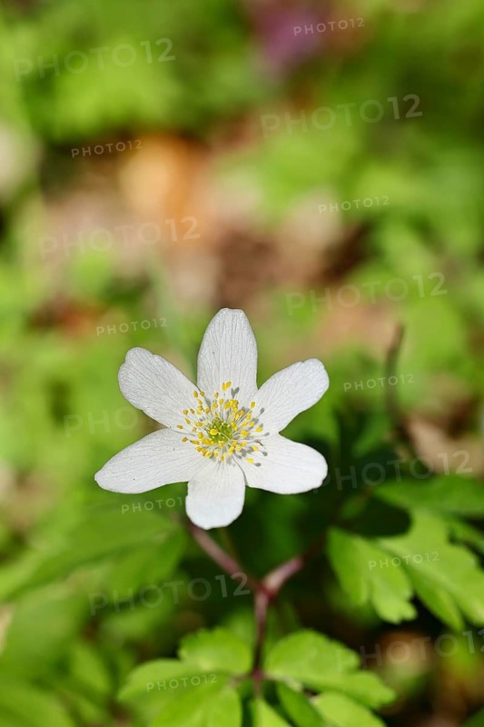Wood anemone (Anemone nemorosa), flower, close-up, early bloomer, spring, Wilnsdorf, North Rhine-Westphalia, Germany