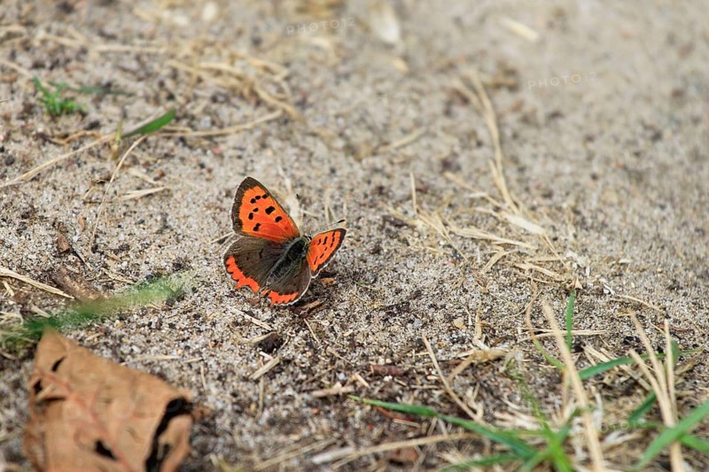 Small copper, September, Mecklenburg-Western Pomerania, Germany