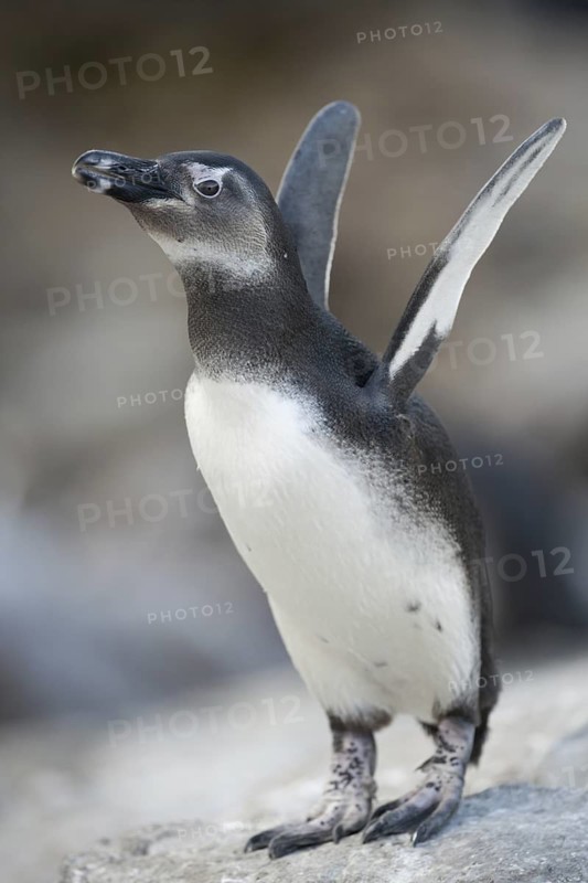 African Penguin (Spheniscus demersus), South Africa