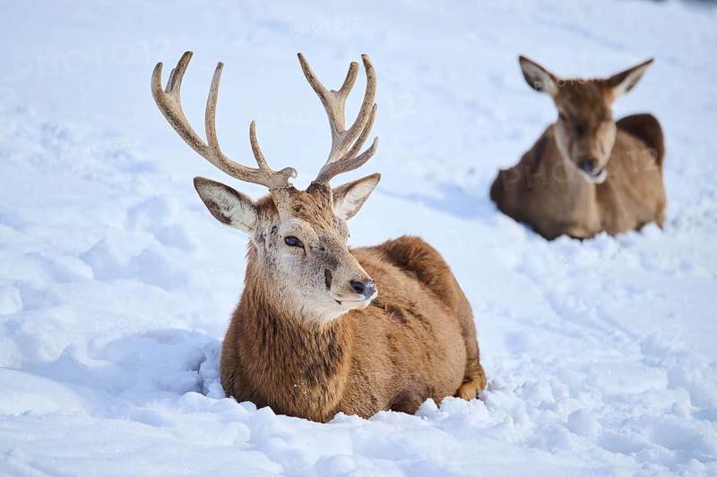 Red deer (Cervus elaphus) stag with hind on a snowy meadow in the mountains in tirol, Kitzbühel, Wildpark Aurach, Austria