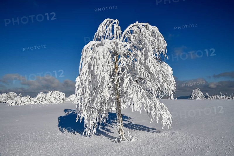 Snowy tree near the summit of the Hornisgrinde, 1164 meters, near Seebach, Ortenaukreis, Black Forest, Ortenaukreis, Baden-Württemberg, Germany