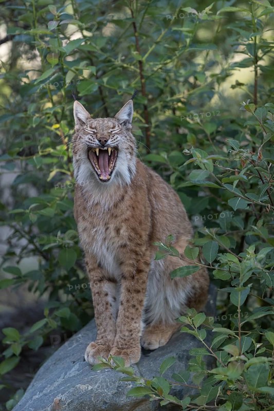 One Eurasian lynx, (Lynx lynx), sitting on a rock with green vegetation in the background. Frontal view