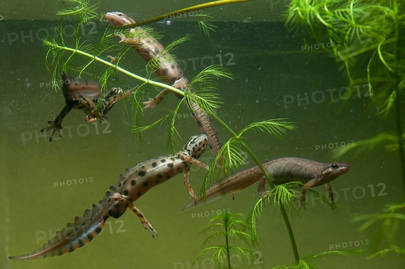 Lissotriton vulgaris, smooth newt, triturus vulgaris, amphibians, amphibians, female, amphibians, amphibians, male, female
