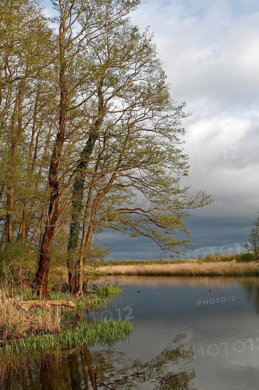 Alders in the spring in the evening on the Peene, dramatic light mood, Naturpark Flusslandschaft Peenetal, Mecklenburg-Vorpommern, Germany