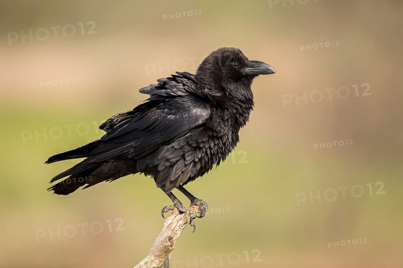 Northern Raven (Corvus corax) perched on an old branch, Romania