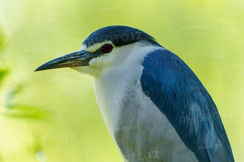 A bird with blue-black plumage and red eyes against a soft green background, Night Heron (Nycticorax nycticorax) France