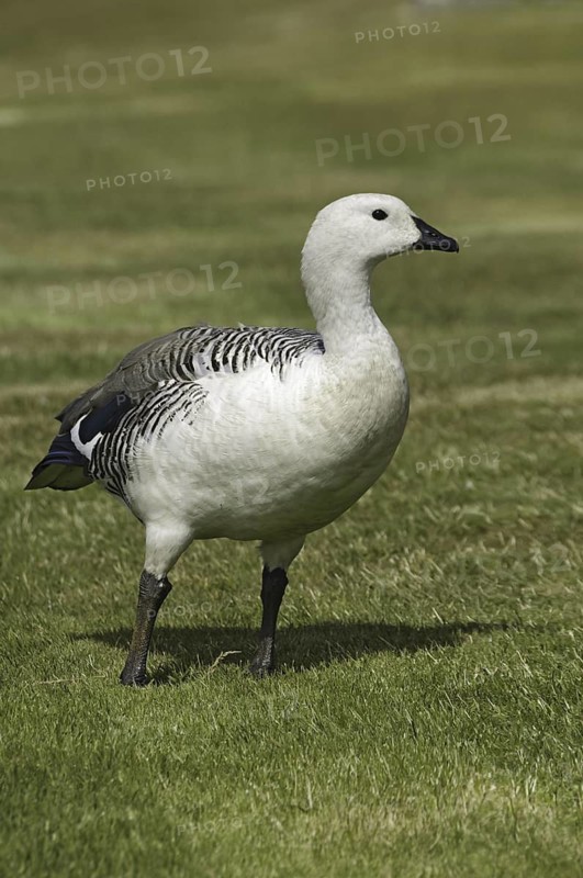 Upland Goose (Chloephaga picta) male, Falkland Islands