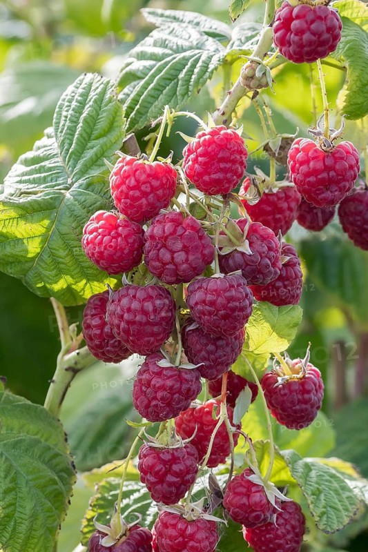 Raspberry (Rubus idaeus 'Sugana' TWOTIMER), BS Sämann, Germany