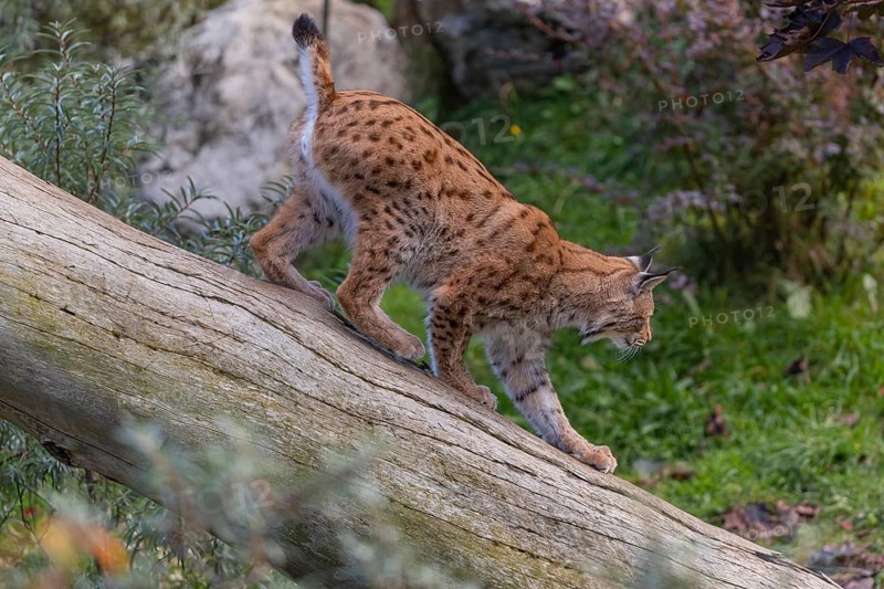 One Eurasian lynx, (Lynx lynx), walking down a fallen tree. Side view with green vegetation in the background