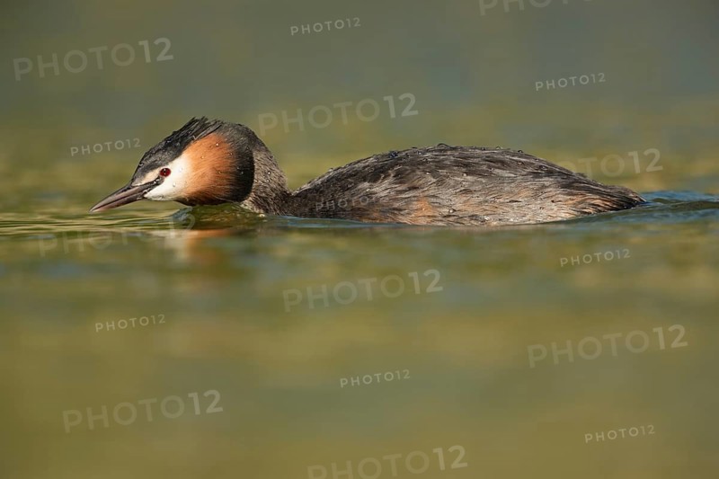 Great Crested Grebe (Podiceps cristatus), North Rhine-Westphalia, Germany
