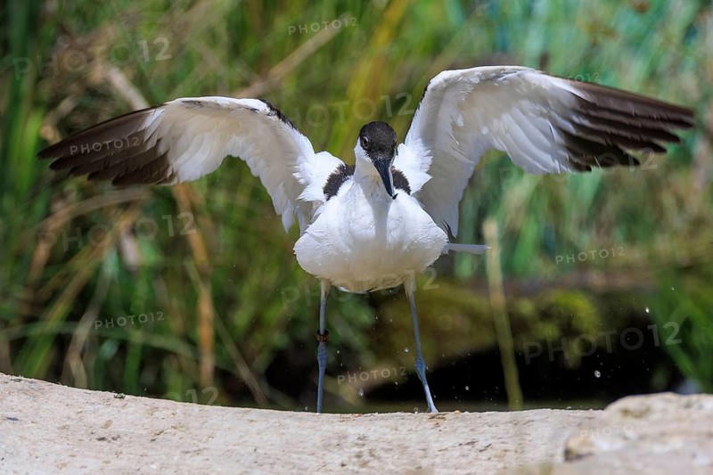 A black and white bird in motion with outspread wings, Avocet (Recurvirostra avosetta), France