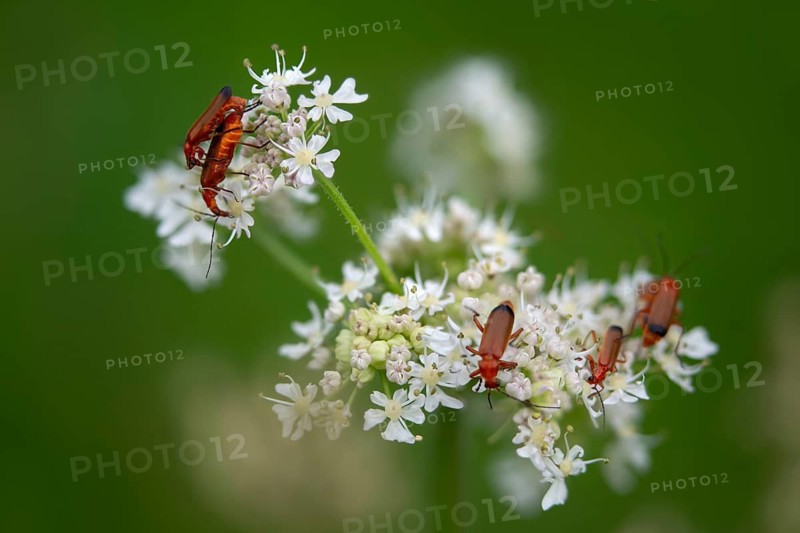 Common Red Soldier Beetle, Light Hedge Soft Beetle, Ochre Brown Soft Beetle, Red Soldier Beetle, Rhagonycha Fulva, Red Yellow Soft Beetle, Soft Beetle, Coleoptera, Insects, Beetles