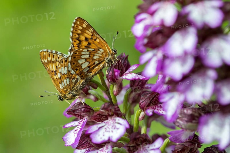 Brown cube butterfly, duke of burgundy fritillary, hamearis lucina, lady orchid, orchidaceae, orchids, orchid family, orchis purpurea, pearl bandage, purple orchid, cowflower cube butterfly, insects, copula, mating, plants, butterfly, butterflies, butterflies