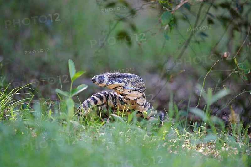 Variegated skink in a woodland clearing, animals, mammals, (Veranus varius), Gunderman, New South Wales, Australia