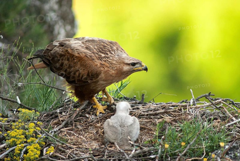 Accipitriformes, eagle buzzard, Buteo Rufinus, long-legged buzzard, birds, Bulgaria, eagle, female, birds of prey, leo, raptor, raptors, birds, female