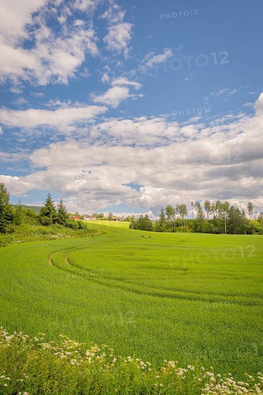 View across a field with tractor tracks to a small group of houses in the background, Nedre Eggedal, Buskerud