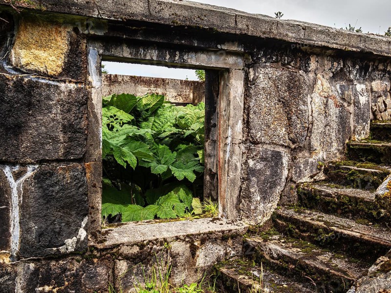 Ruins of former hotel, grown over by vegetation of the rain forest, San Rafael National Park, rain forest at the San Rafael glacier, a detour from the Carretera Austral, Chile