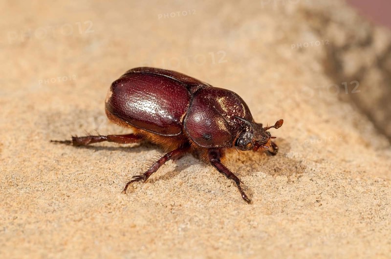 Rhinoceros beetle spec., phyllognathus excavatus, rhinocero beetle, beetle, coleoptera, insects, beetles, males, males