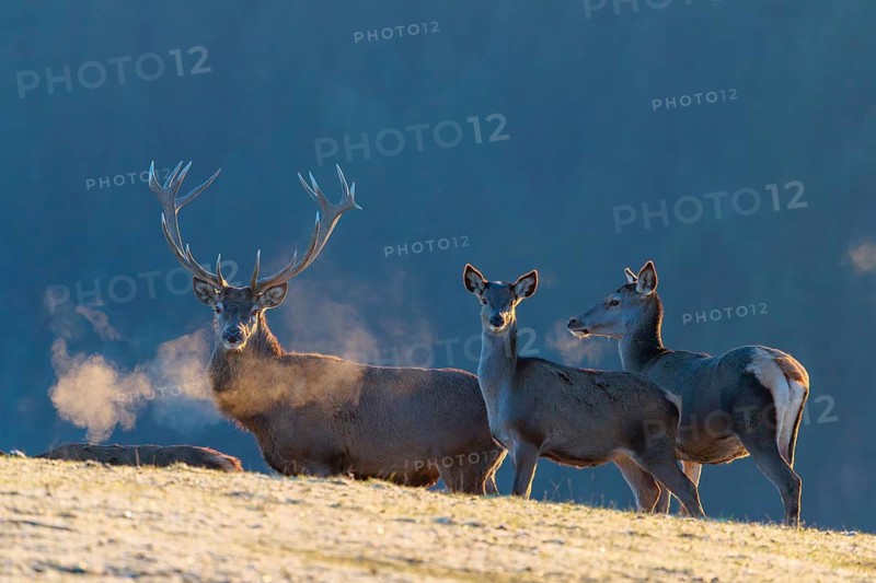 A red deer stag (Cervus elaphus) and three hinds stand in the first light of day on a meadow covered in hoar frost. Their breath condenses in the cold air, A forest can be seen in the background