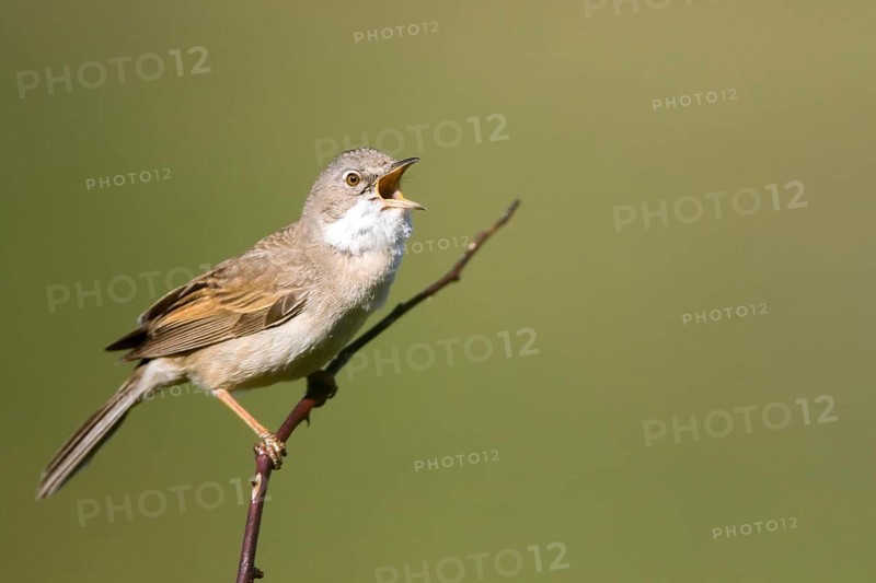 Common Whitethroat (Sylvia communis) male singing, perched on a branch, Madrid, Spain