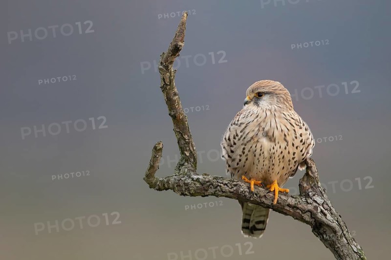 Common Kestrel (Falco tinnunculus) female perched on a branch, North Rhine-Westphalia, Germany