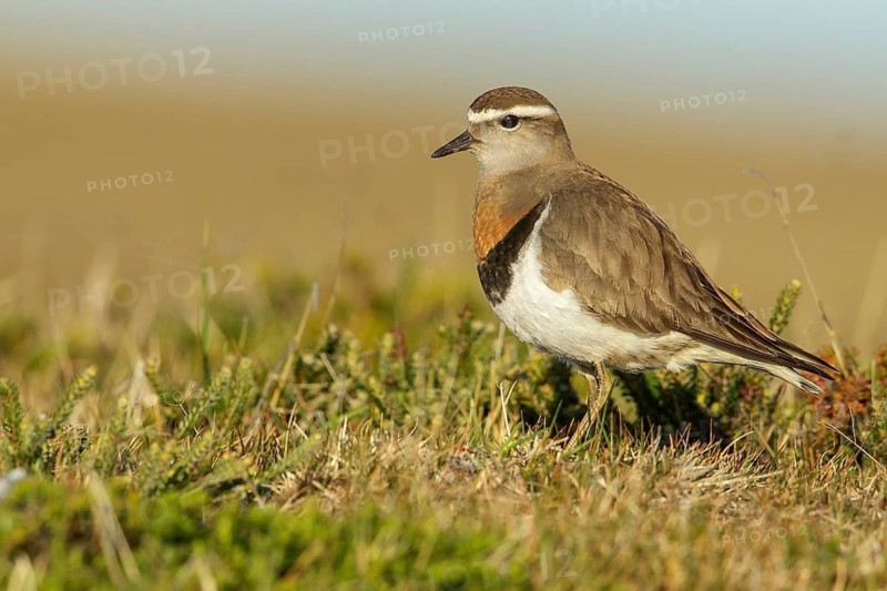 Rufous-chested Dotterel (Charadrius modestus) on the ground in the Falkland Islands