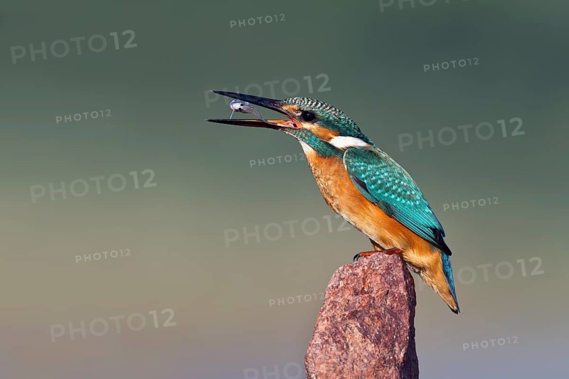 Common Kingfisher (Alcedo atthis), Rishon LeZion, Israel