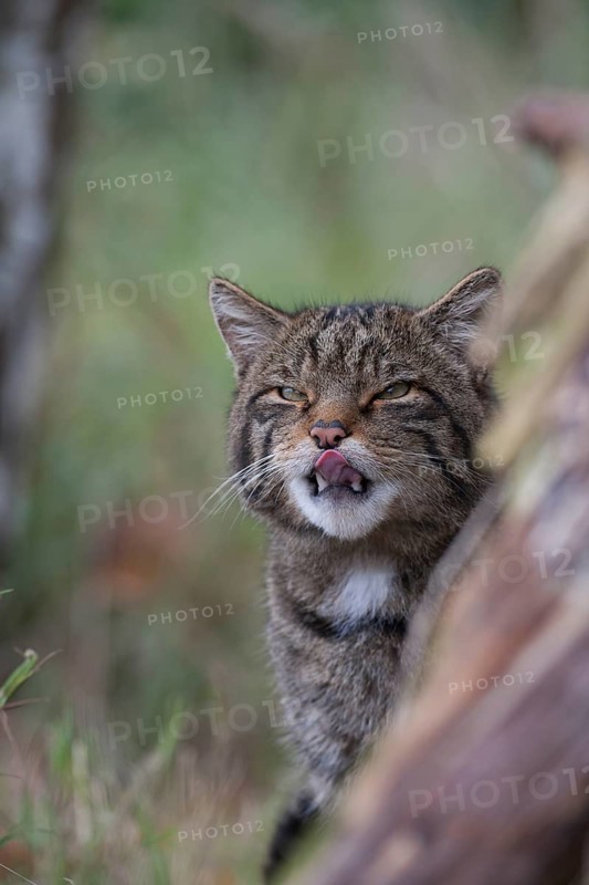 European or Scottish wildcat (Felis silvestris) adult animal licking its lips, United Kingdom