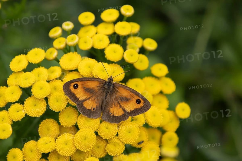 Gatekeeper (Pyronia tithonus) butterfly adult feeding on a Tansy (Tanacetum vulgare) flower, Suffolk, England, United Kingdom
