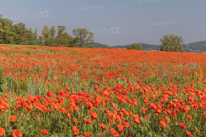 Field of blooming Papaver rhoeas (common poppy, corn poppy, corn rose, field poppy, Flanders poppy or red poppy) in Czech Republic