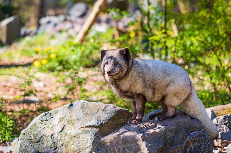 Fat fox, fed by tourists. One arctic fox (Vulpes lagopus), (white fox, polar fox, or snow fox) sits on rocky ground. Green vegetation in the background