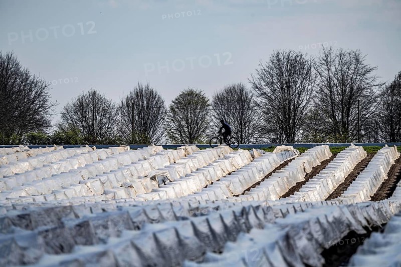 Asparagus fields, asparagus stems under foil, for faster growth, near Kirchhellen, district of Bottrop, North Rhine-Westphalia, Germany