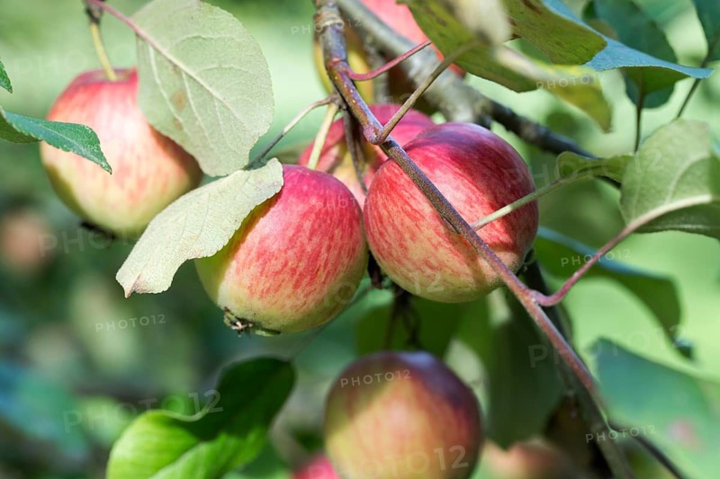 Schöner von Herrnhut, apple, old variety, Germany, Europe