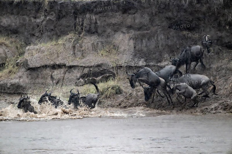 The Great Migration: Huge herds of wildebeest (Connochaetes taurinus) leap into the Mara River and swim to the other bank, close-up of the herd, Serengeti, Tanzania