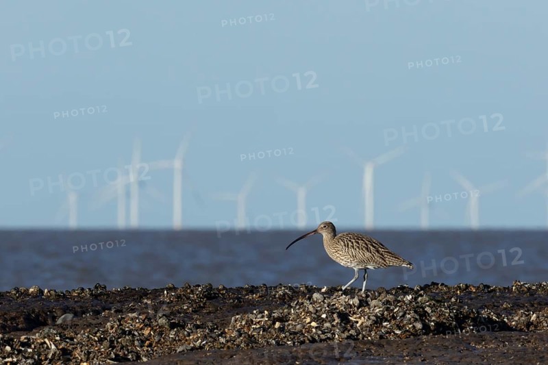 Eurasian curlew (Numenius arquata) adult wading bird on a shoreline with wind turbines of an offshore windfarm in the background, RSPB Titchwell nature reserve, Norfolk, England, United Kingdom