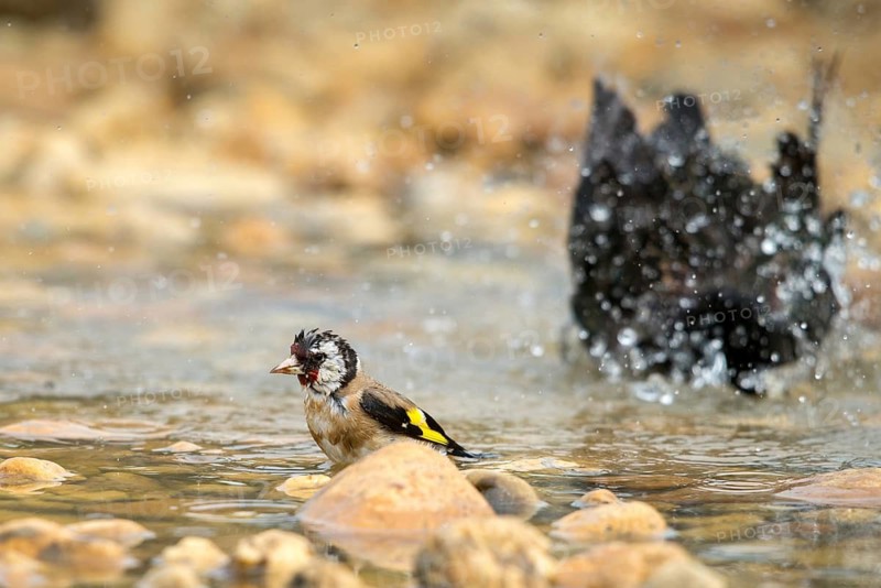Carduelis carduelis, goldfinch, starling, goldfinch, goldfinch, sturnus vulgaris, bath, bird bath, birds, passeri, songbirds, watering, birdbath, birds, watering place