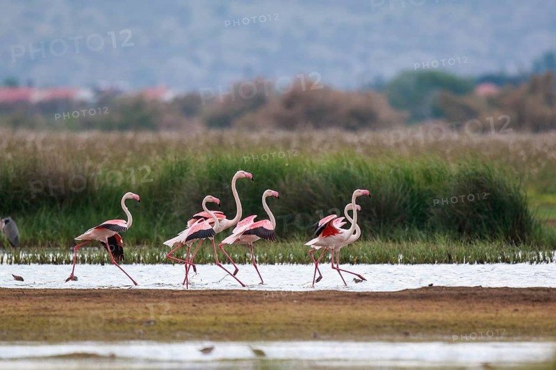 Greater Flamingo (Phoenicopterus roseus) group standing in shallow water, Greece