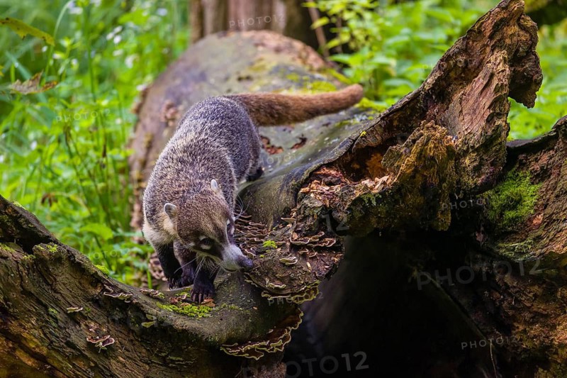 White-nosed coati (nasua narica) looks for food in the undergrowth of a forest