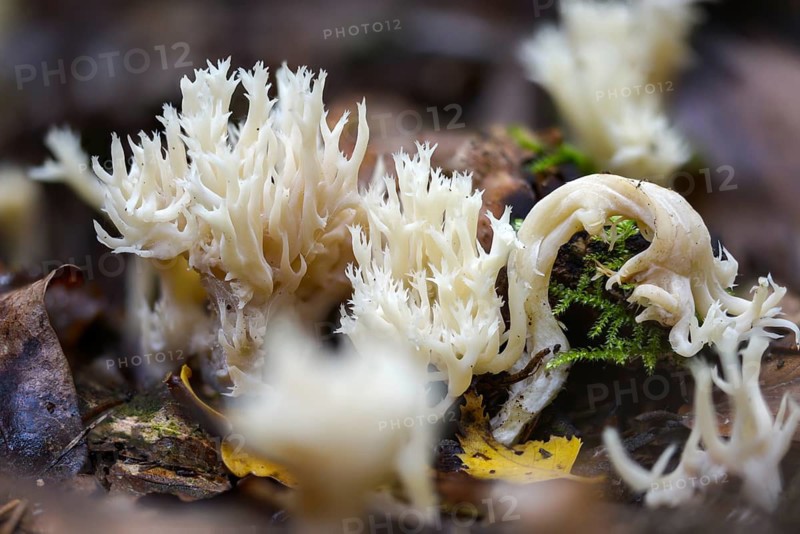 Clavulina coralloides, Clavulina cristata, antler-shaped coral, comb-shaped coral, comb-shaped club mushroom, worsted coral, Ramaria cristata, goatbeard, crested coral fungus, fungi, mushrooms, white coral fungus