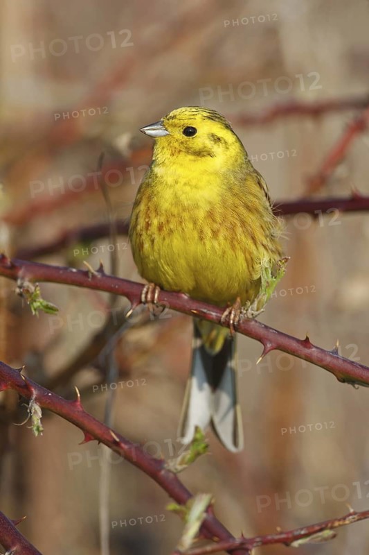 Yellowhammer (Emberiza citrinella), Rhineland-Palatinate, Germany