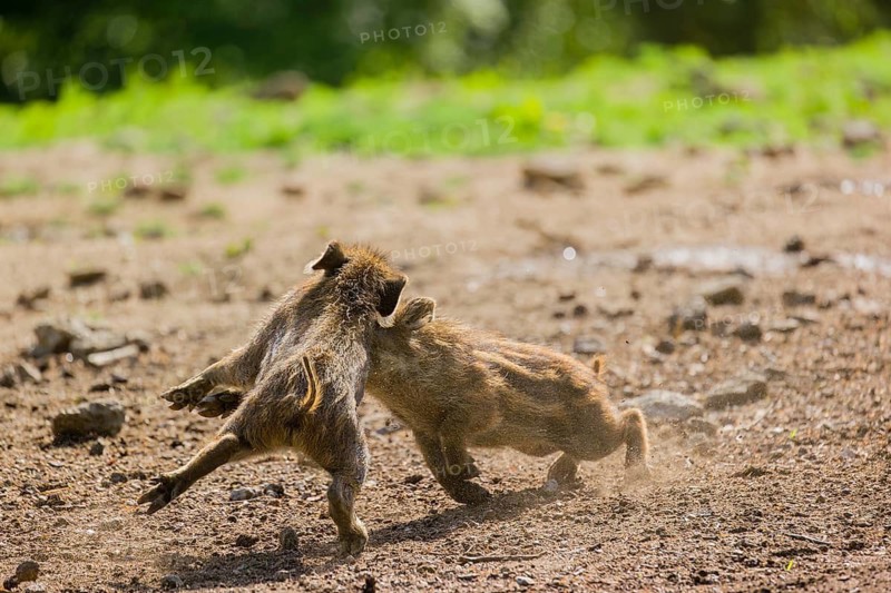 Two Wild boar (Sus scrofa) piglets play on a clearing