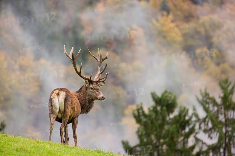 A red deer stag (Cervus elaphus) is standing in a meadow in hilly terrain. A forest with autumn leaves can be seen in the background. Wisps of mist drift over the forest