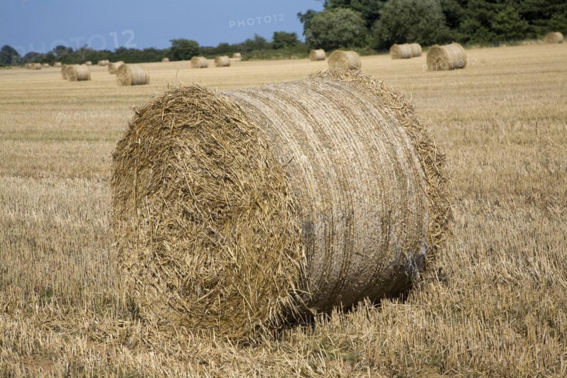 Round straw bales in field, Shottisham, Suffolk, England, United Kingdom