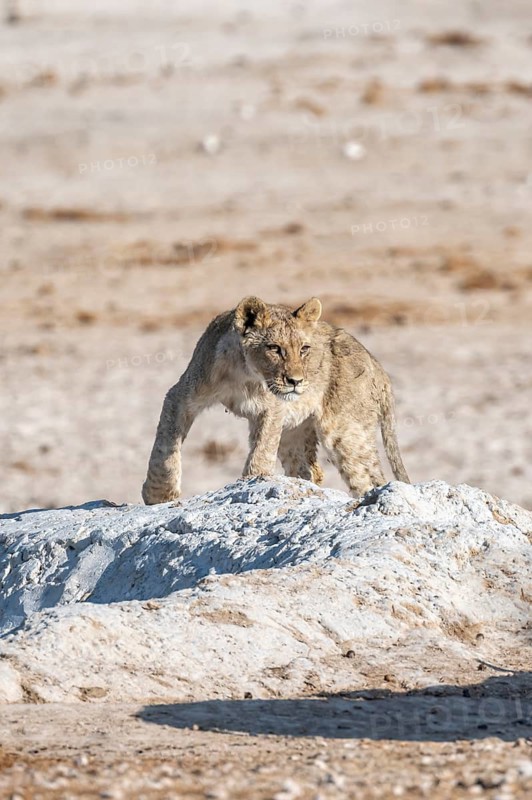 Lion (Panthera leo), young at the waterhole, Nebrowni waterhole, Etosha National Park, Namibia